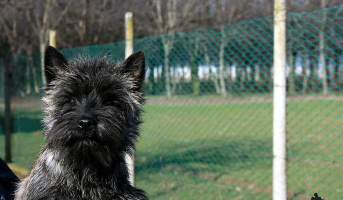 Galleria foto Cairn Terrier