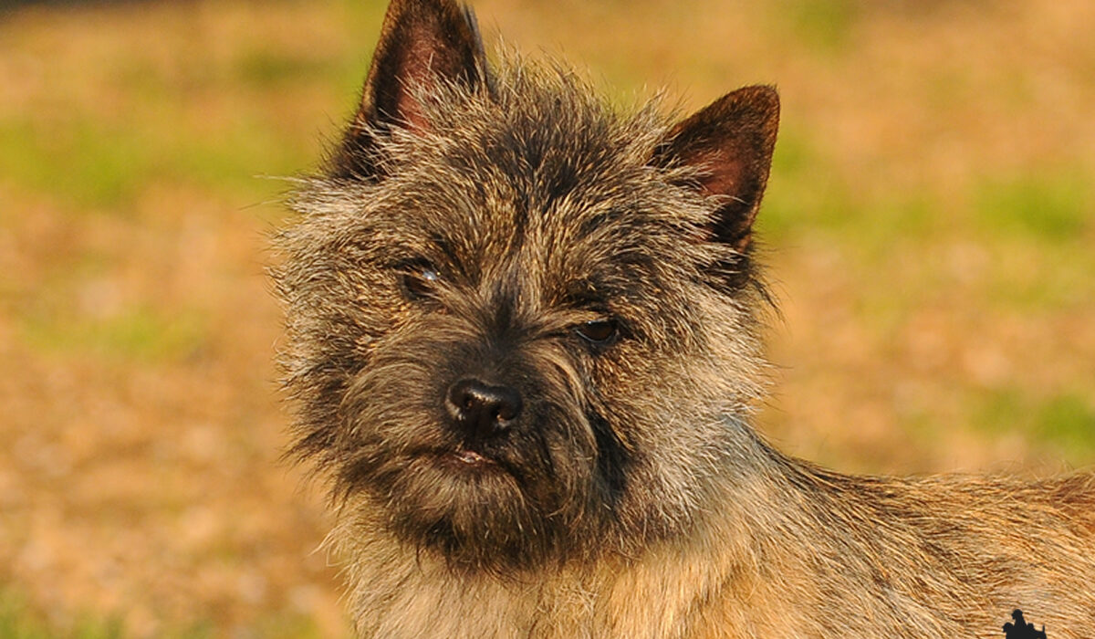 Allevamento Cairn Terrier