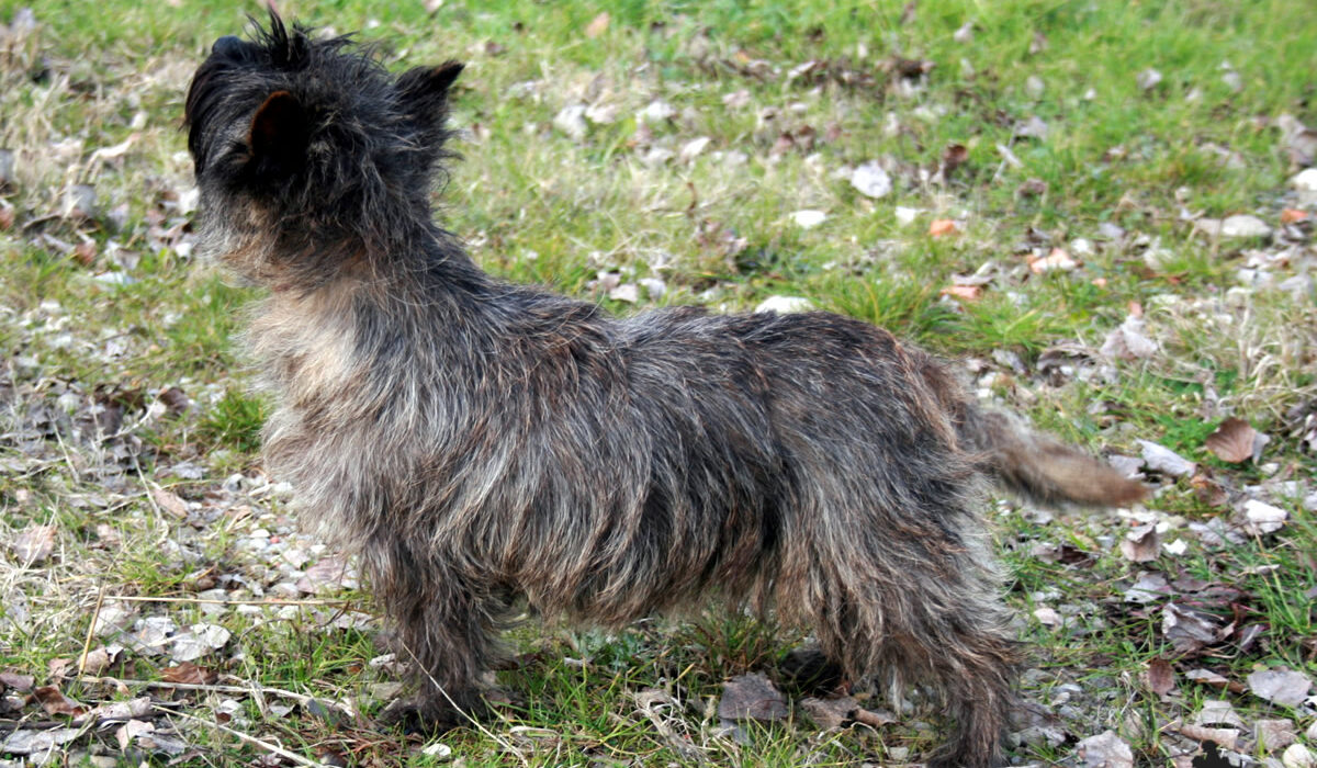 Galleria foto Cairn Terrier