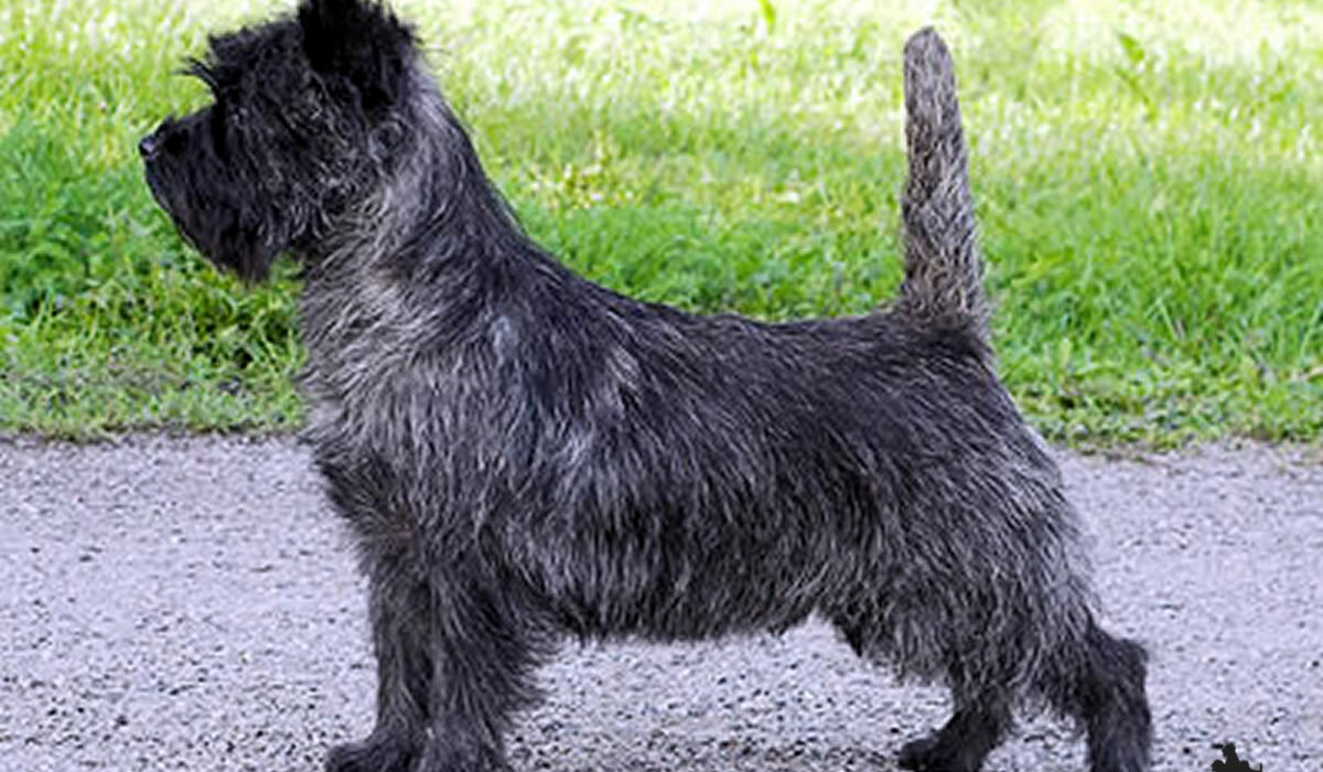 Galleria foto Cairn Terrier