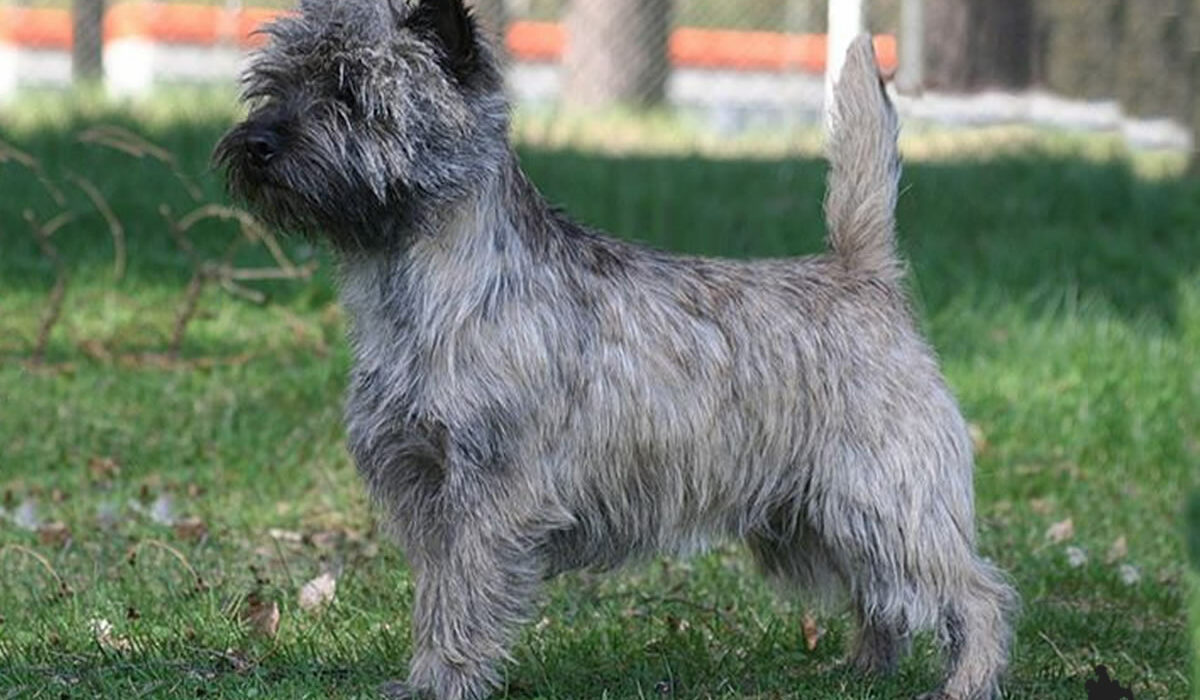 Galleria foto Cairn Terrier