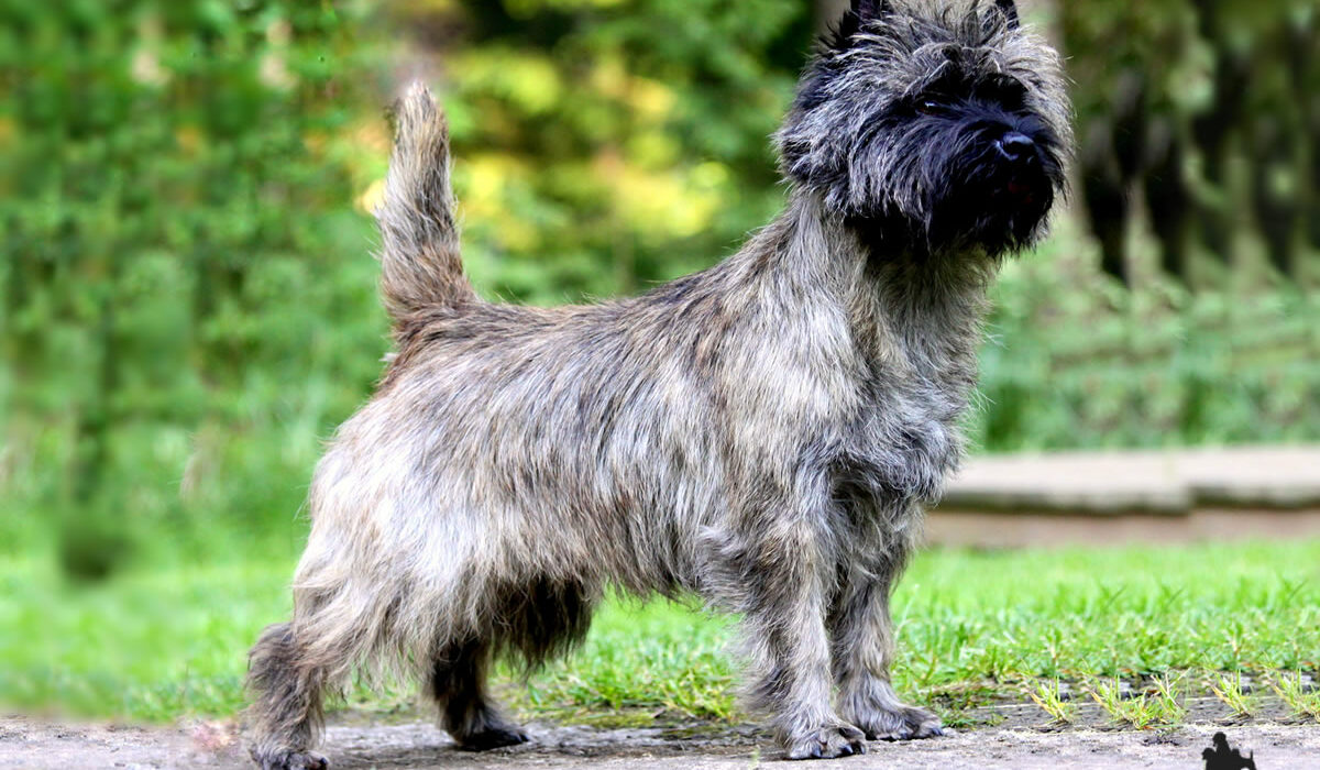 Galleria foto Cairn Terrier