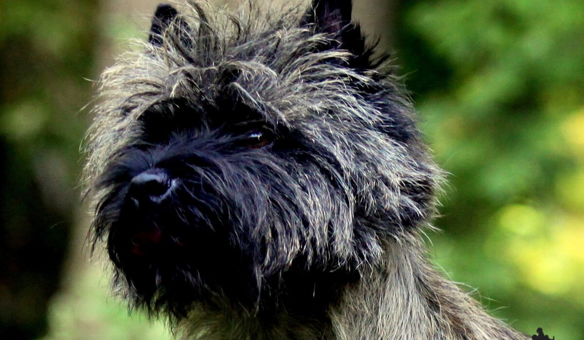 Galleria foto Cairn Terrier