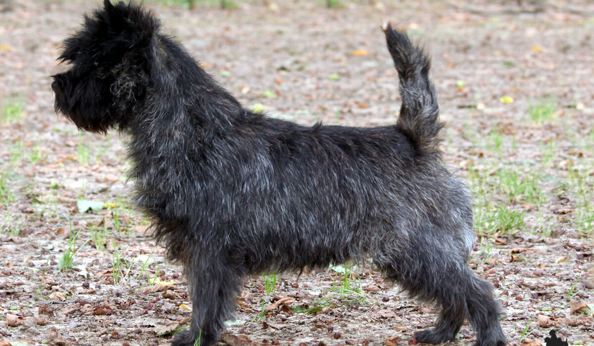 Galleria foto Cairn Terrier