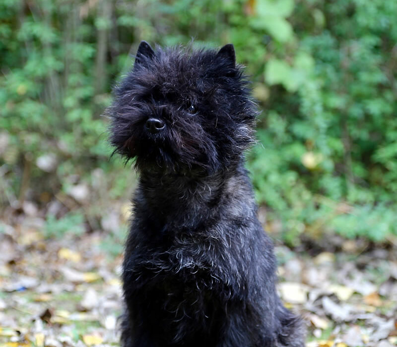 Galleria foto Cairn Terrier