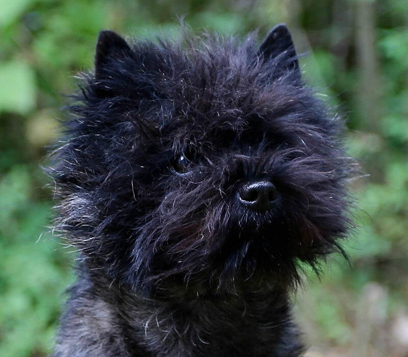 Galleria foto Cairn Terrier