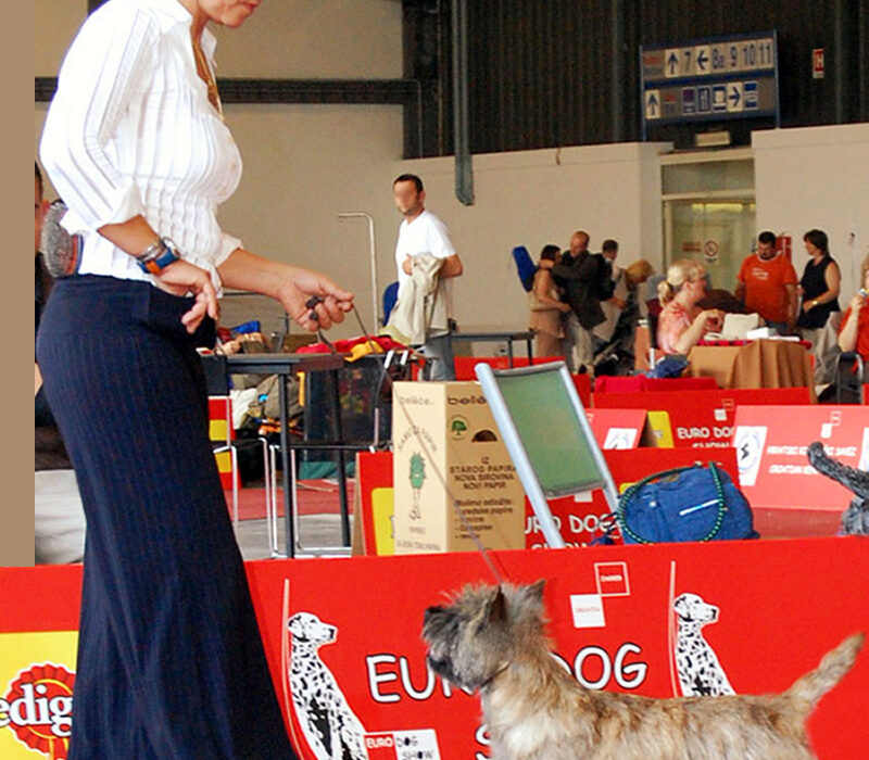 Galleria foto Cairn Terrier