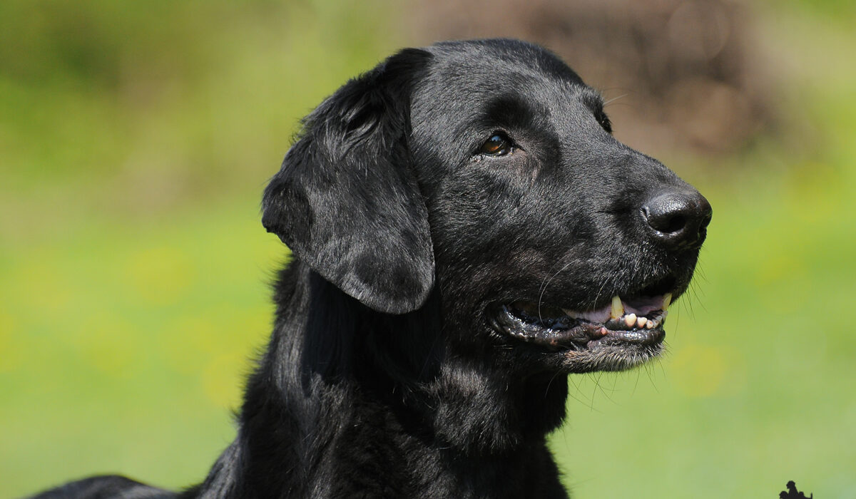 Galleria Flat Coated Retriever