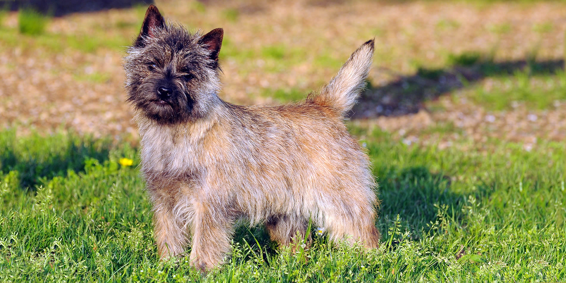 Galleria fotografica Cairn Terrier