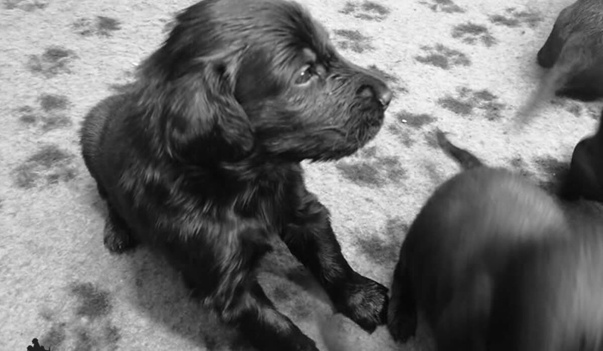 Cuccioli Flat Coated Retriever