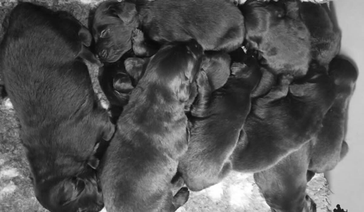 Cuccioli Flat Coated Retriever