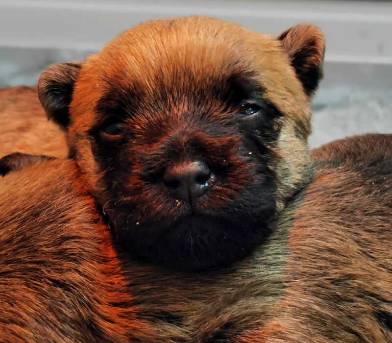 Cucciolo Cairn Terrier