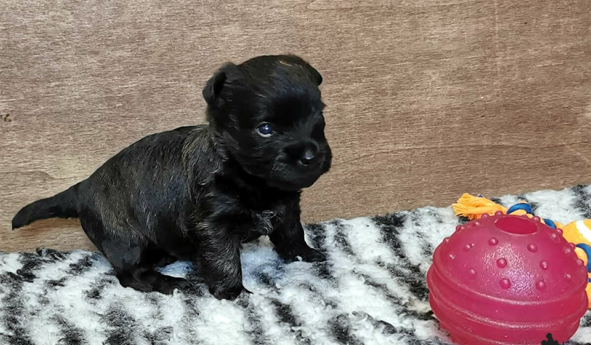 Cucciolo Cairn Terrier