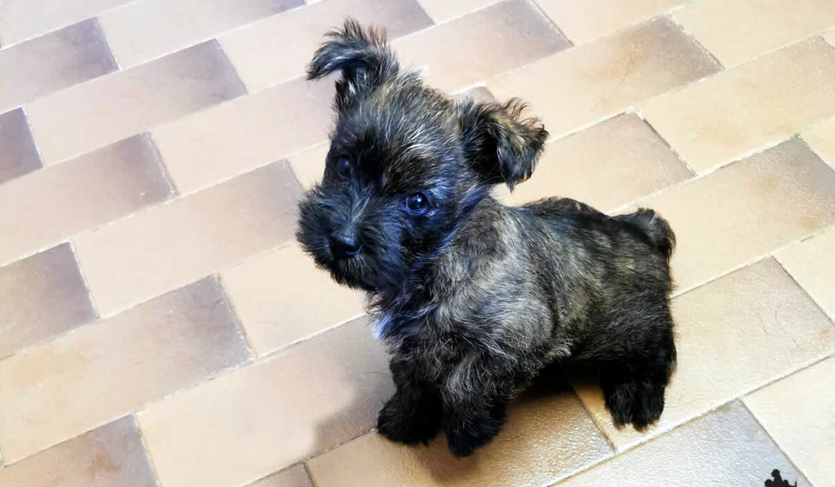 Cucciolo Cairn Terrier