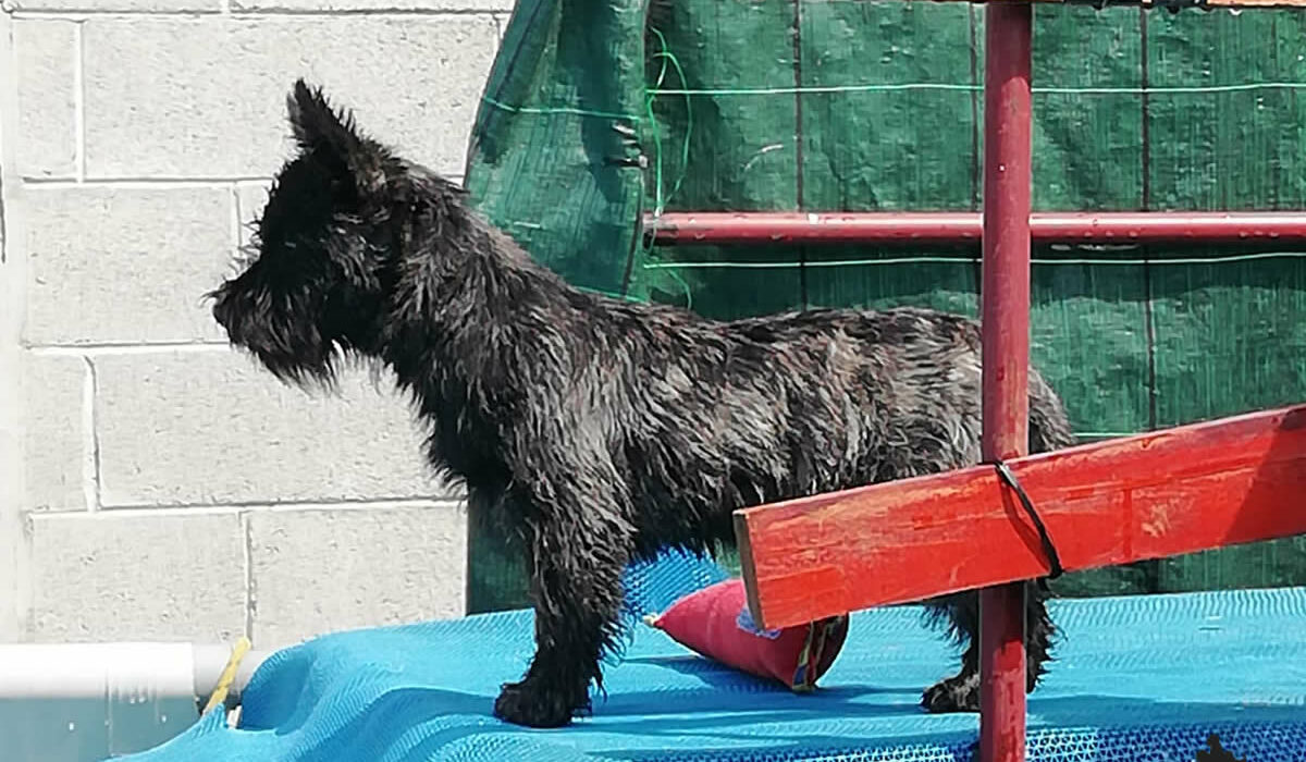 Galleria foto Cairn Terrier