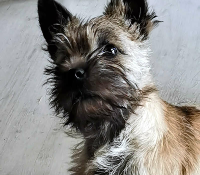 Galleria foto Cairn Terrier