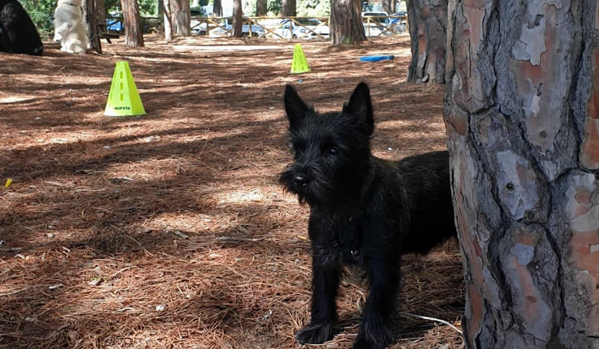 Galleria foto Cairn Terrier