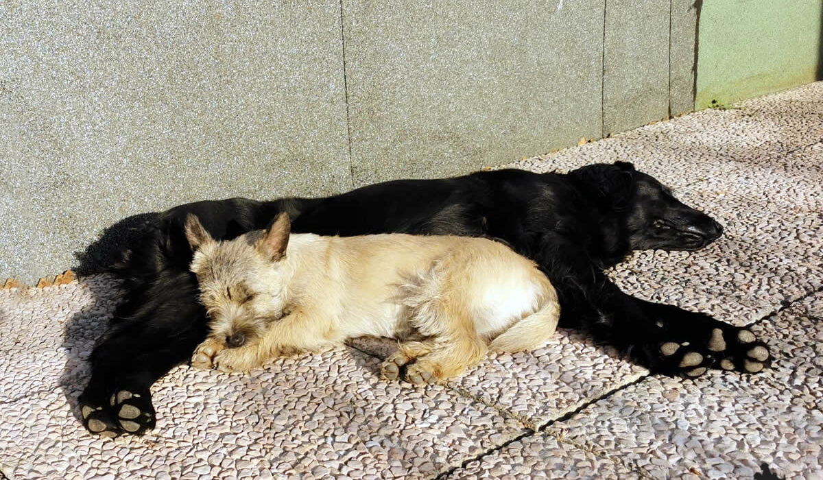 Galleria foto Cairn Terrier