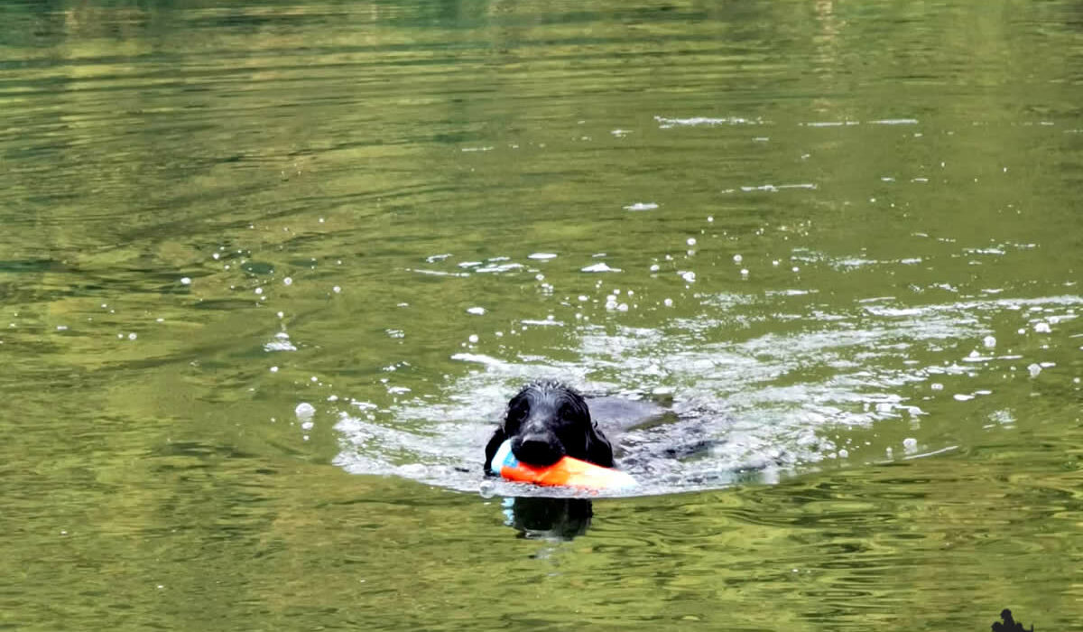 Galleria Flat Coated Retriever