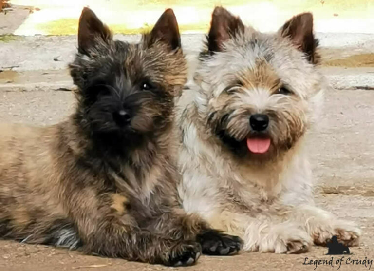 Allevamento Cairn Terrier Legend of Crudy