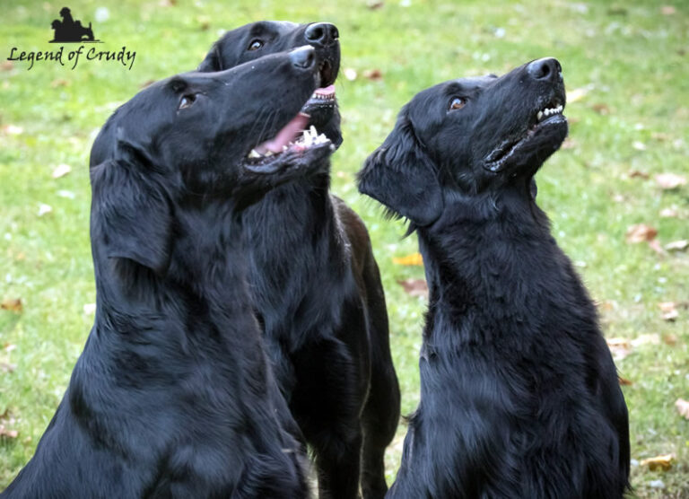 Allevamento Flat Coated Retriever Legend of Crudy