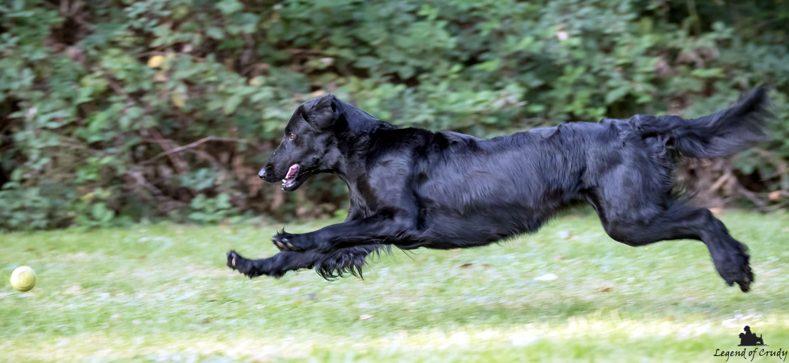 Allevamento Flat Coated Retriever