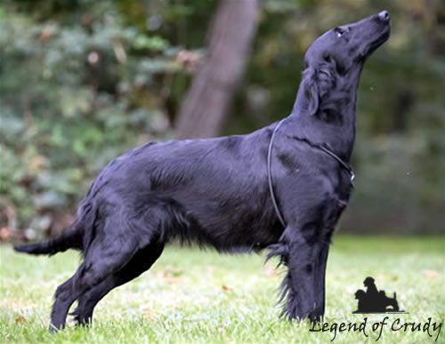 Allevamento Flat Coated Retriever