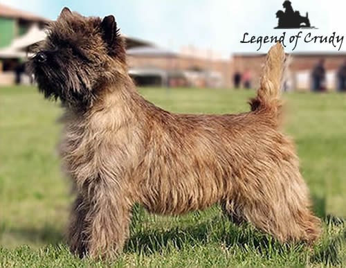 Informazioni Cairn Terrier