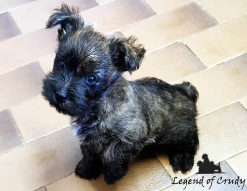 Il cucciolo Cairn Terrier