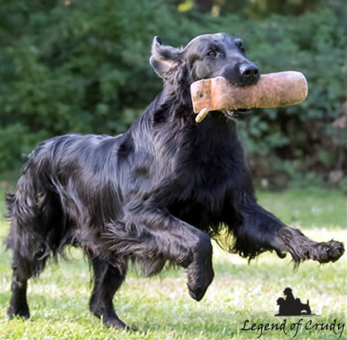 Informazioni Flat Coated Retriever