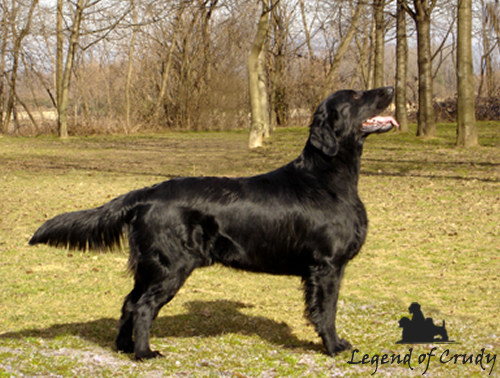 Informazioni Flat Coated Retriever