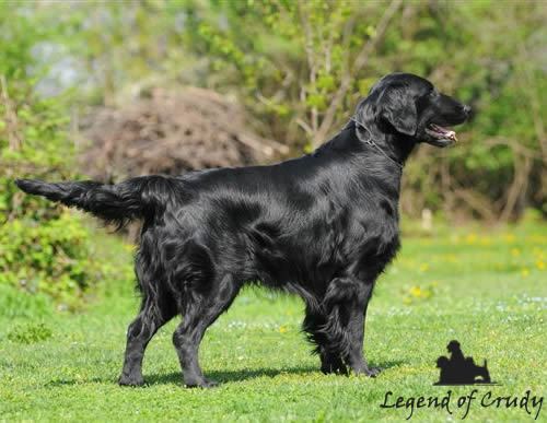 Il carattere del Flat Coated Retriever