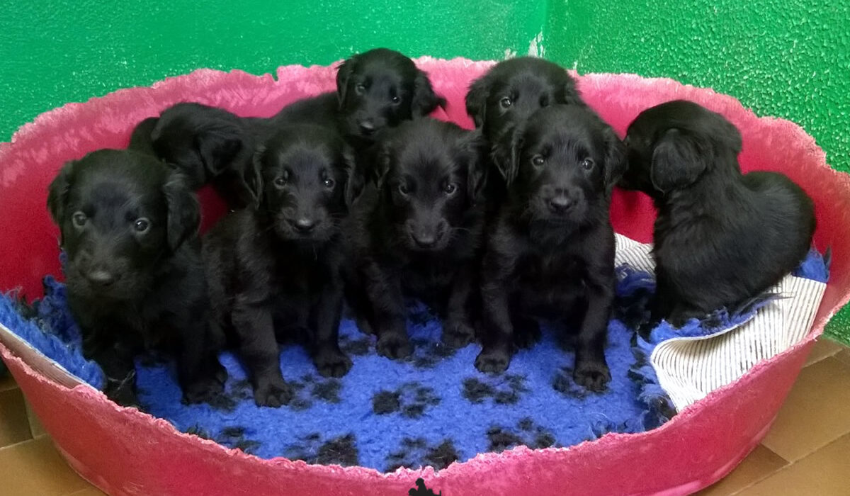 Cuccioli Flat Coated Retriever