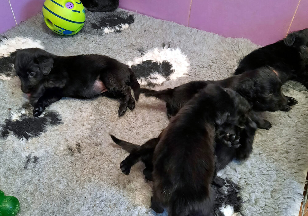 Cuccioli Flat Coated Retriever