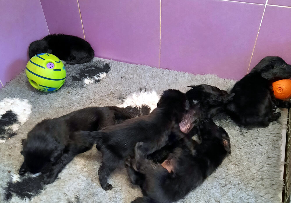Cuccioli Flat Coated Retriever