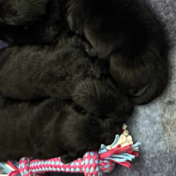 Cuccioli Flat Coated Retriever