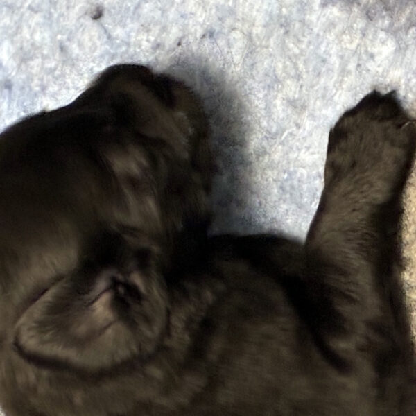 Cuccioli Flat Coated Retriever