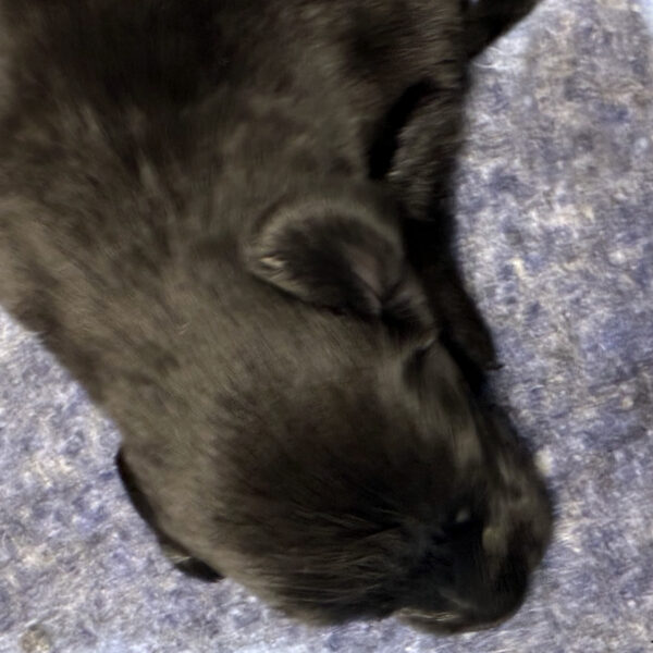 Cuccioli Flat Coated Retriever