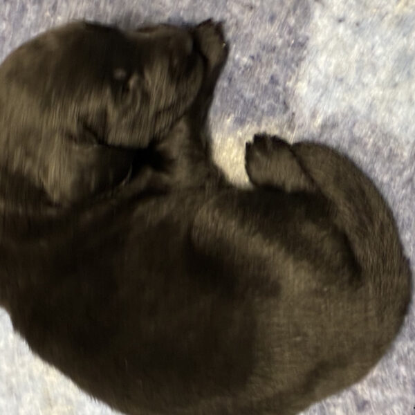 Cuccioli Flat Coated Retriever